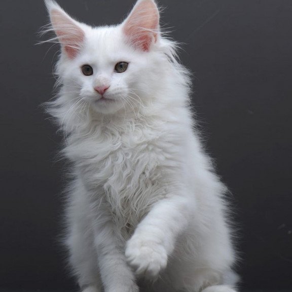 Maine Coon AP Edelweiss