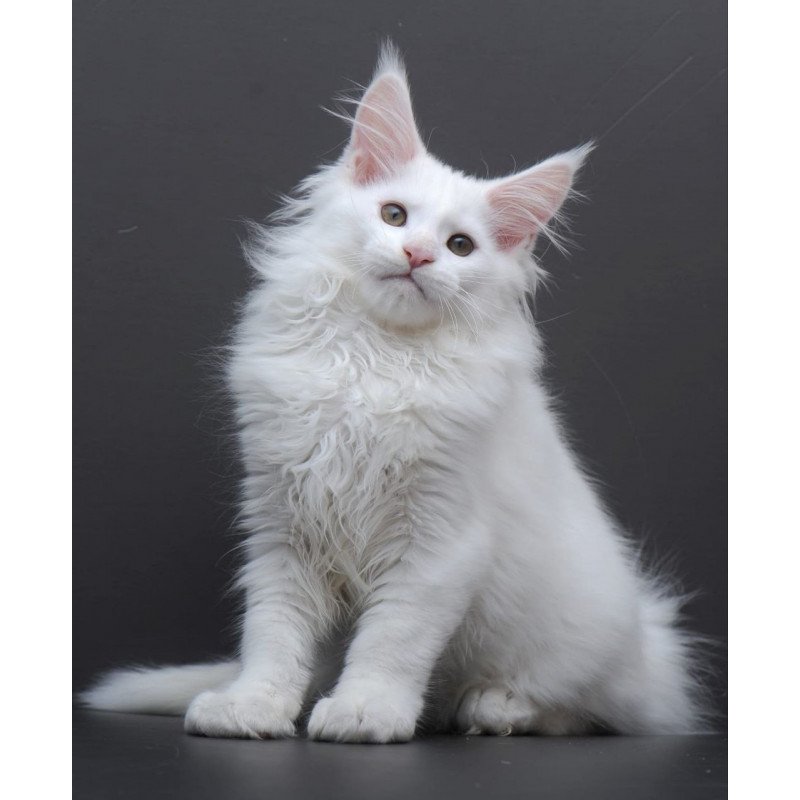 Maine Coon AP Edelweiss