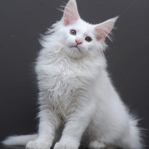 Maine Coon AP Edelweiss