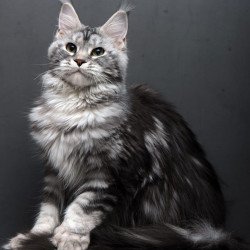 Maine Coon AP Elizaveta