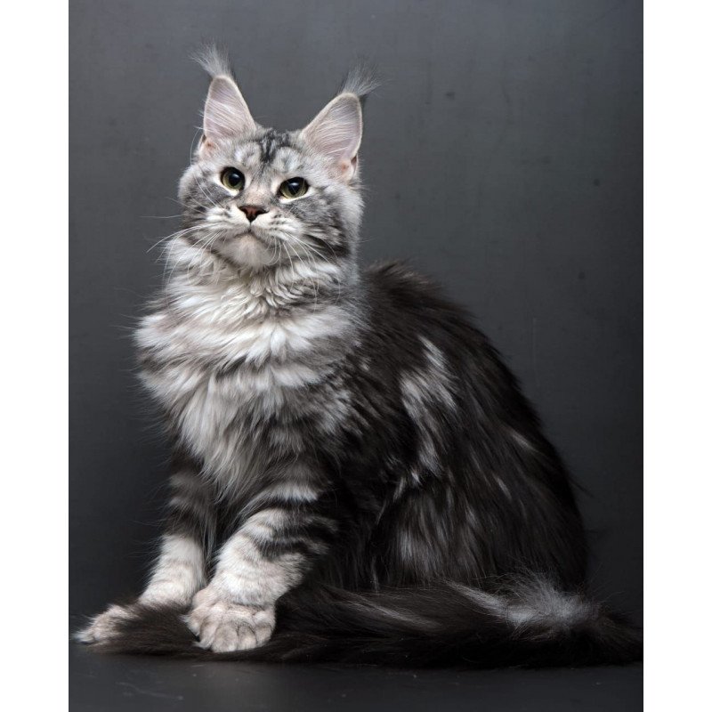 Maine Coon AP Elizaveta