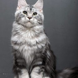 Maine Coon AP Elizaveta