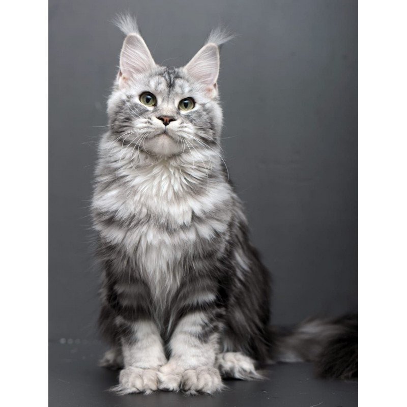Maine Coon AP Elizaveta