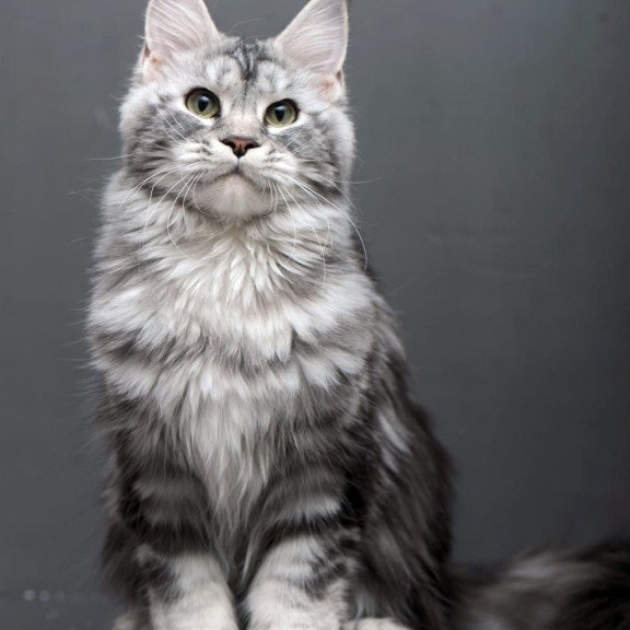 Maine Coon AP Elizaveta