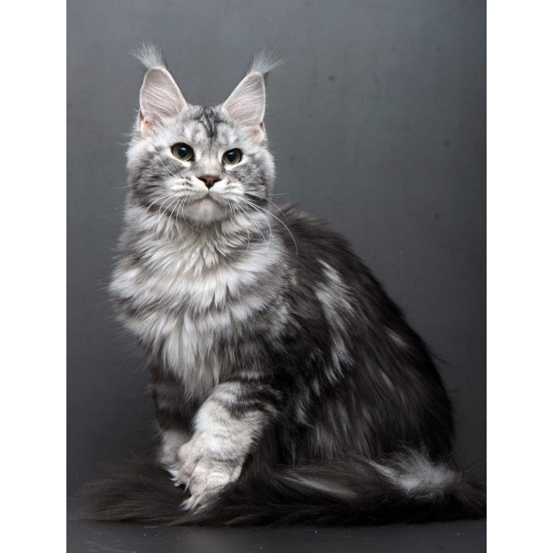 Maine Coon AP Elizaveta