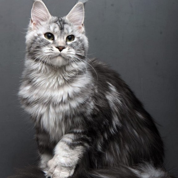 Maine Coon AP Elizaveta