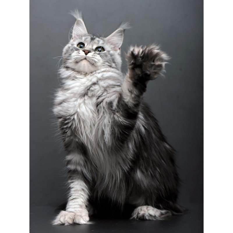 Maine Coon AP Elizaveta