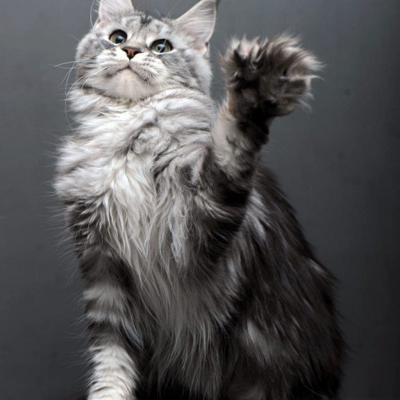 Maine Coon AP Elizaveta