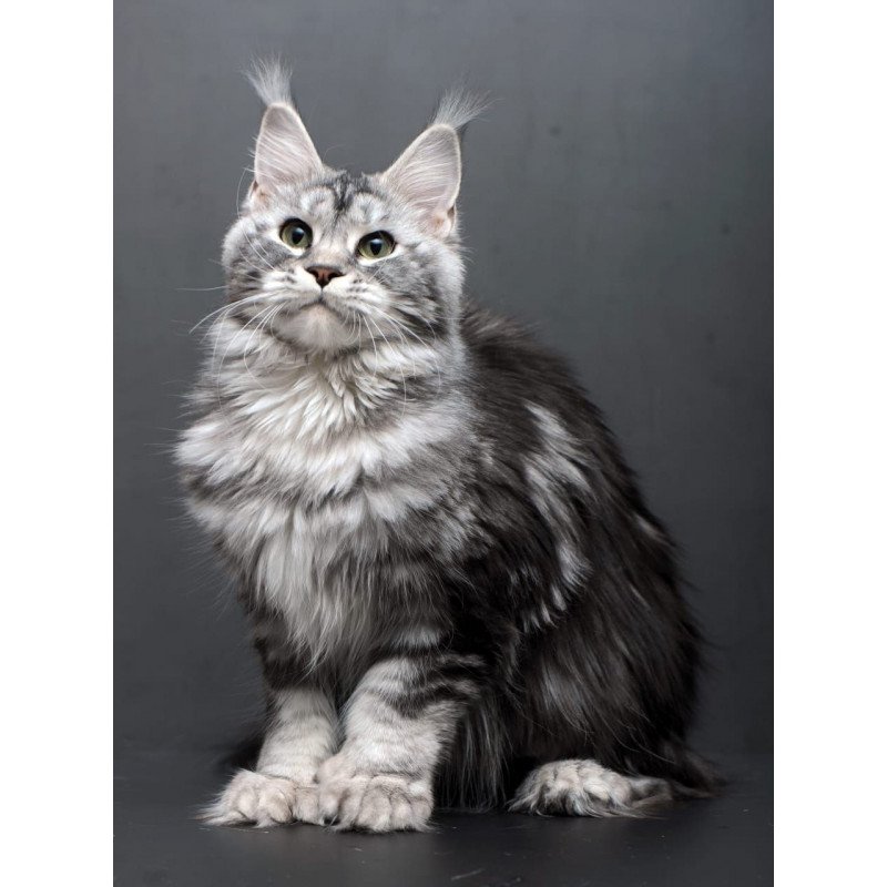 Maine Coon AP Elizaveta