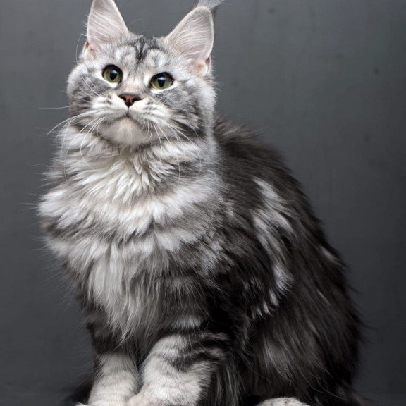 Maine Coon AP Elizaveta