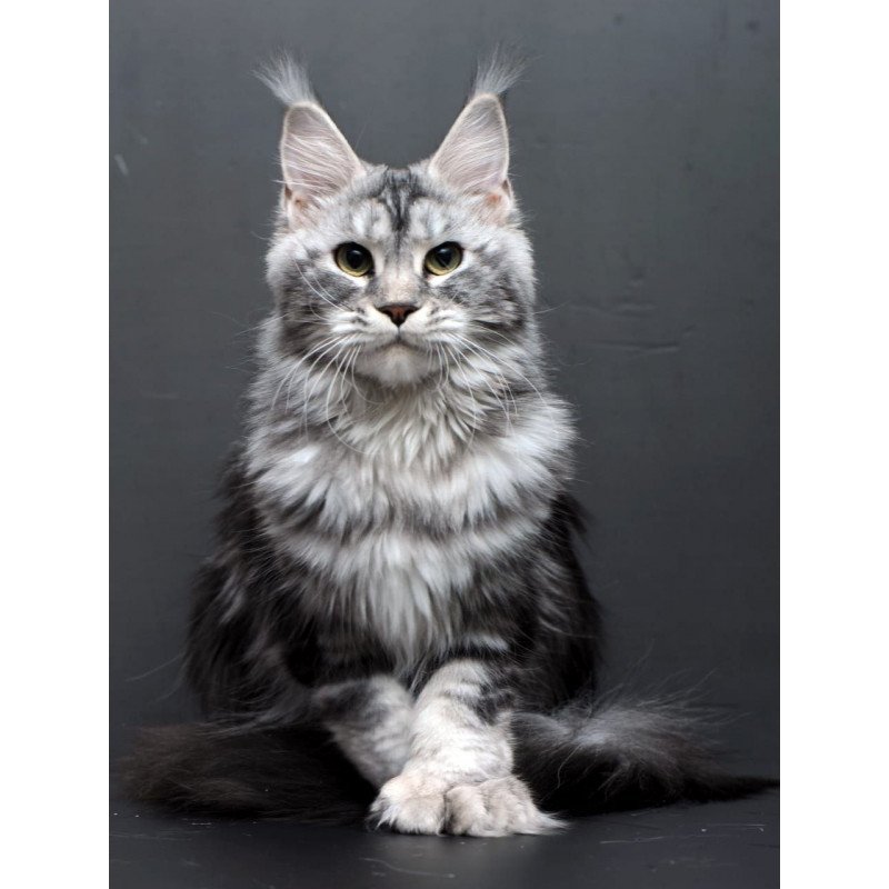 Maine Coon AP Elizaveta