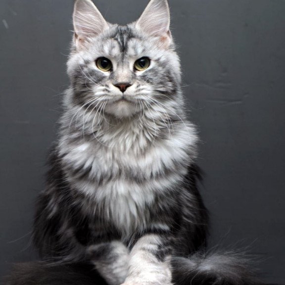 Maine Coon AP Elizaveta