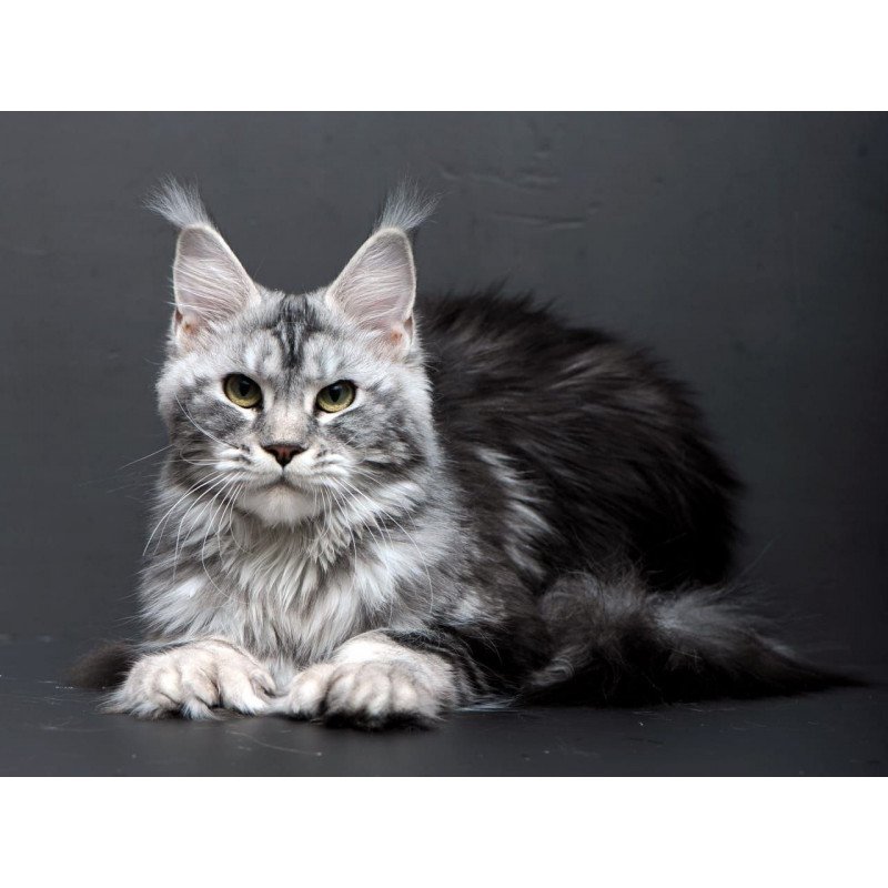Maine Coon AP Elizaveta