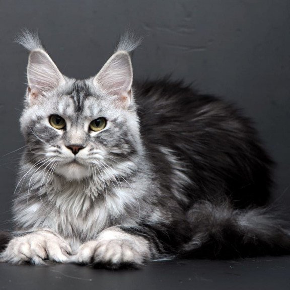 Maine Coon AP Elizaveta