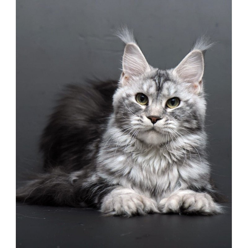 Maine Coon AP Elizaveta