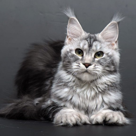 Maine Coon AP Elizaveta