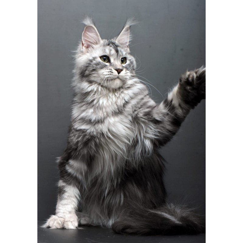 Maine Coon AP Elizaveta