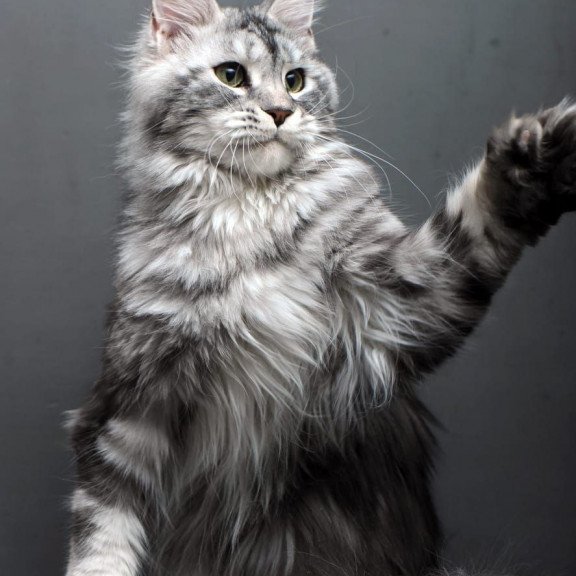 Maine Coon AP Elizaveta