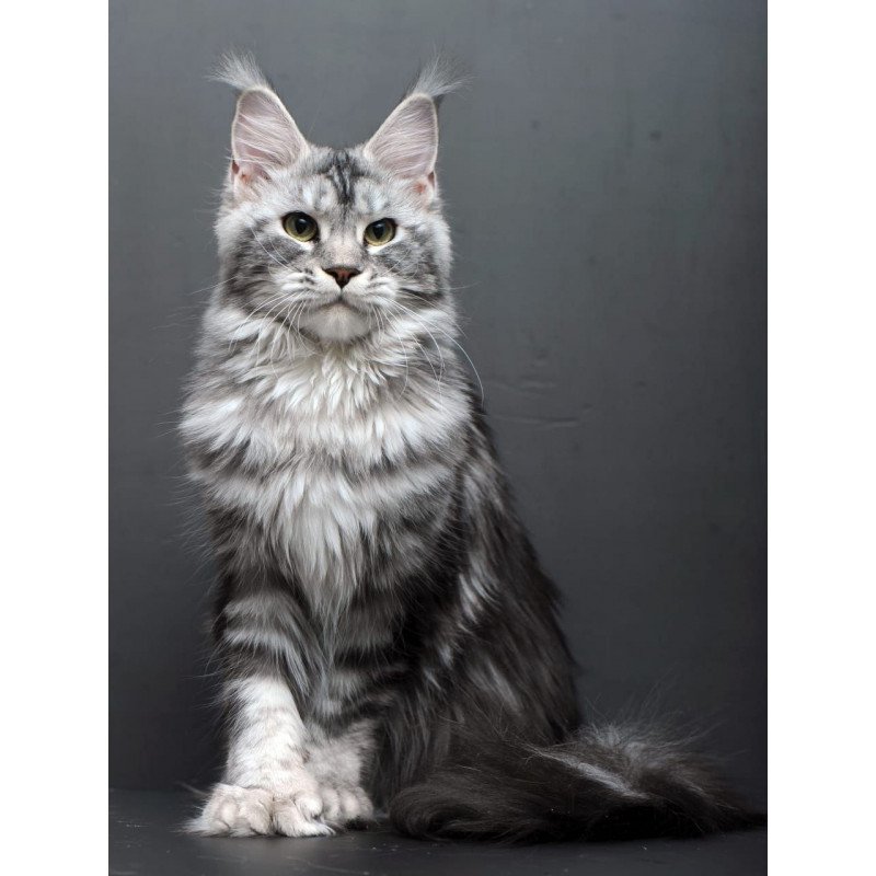Maine Coon AP Elizaveta