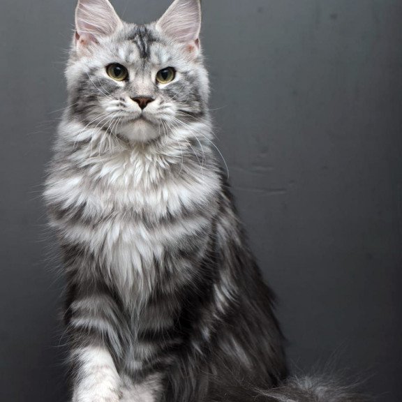 Maine Coon AP Elizaveta