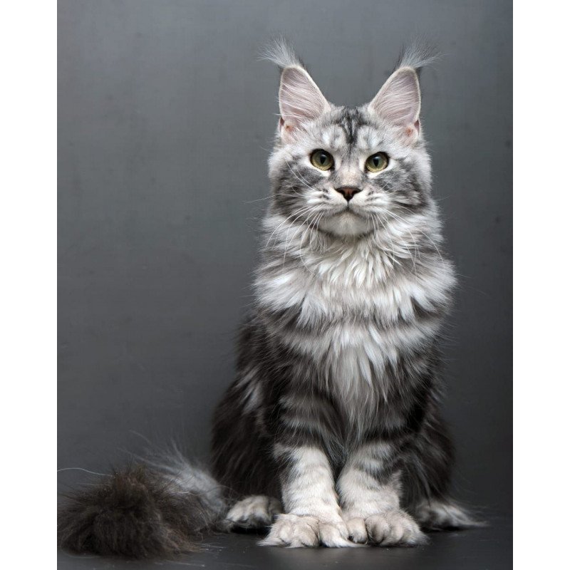 Maine Coon AP Elizaveta