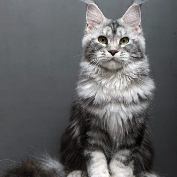 Maine Coon AP Elizaveta