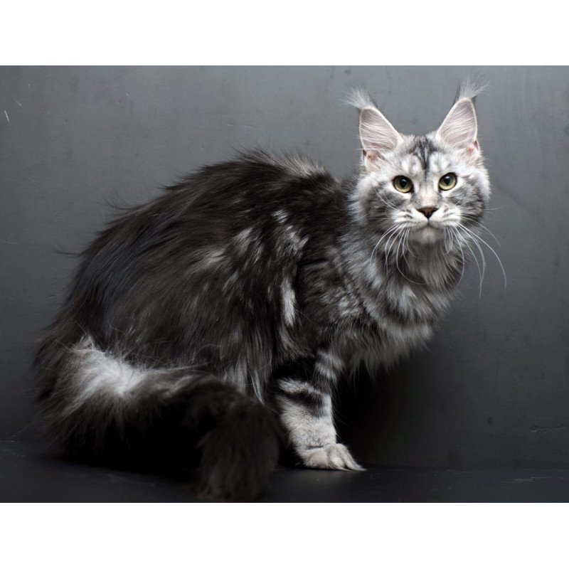 Maine Coon AP Elizaveta