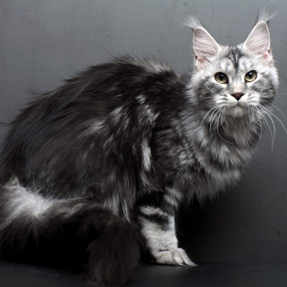 Maine Coon AP Elizaveta