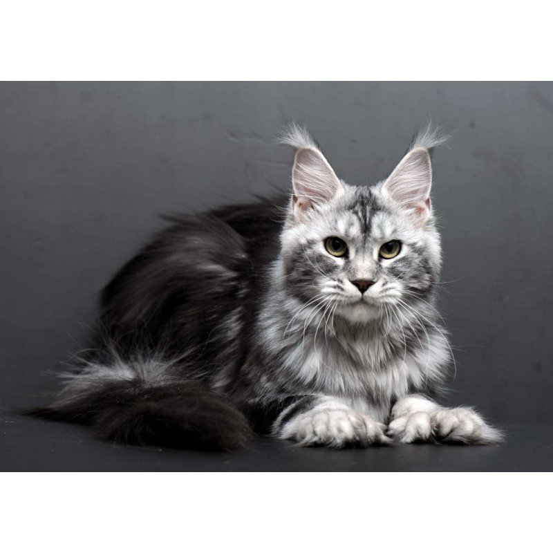 Maine Coon AP Elizaveta