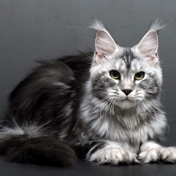 Maine Coon AP Elizaveta