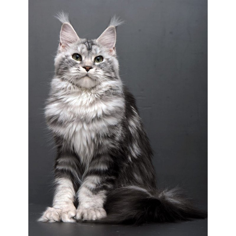 Maine Coon AP Elizaveta