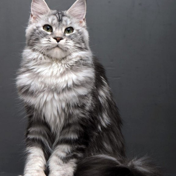Maine Coon AP Elizaveta