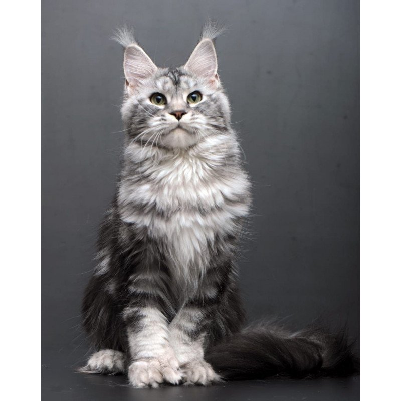 Maine Coon AP Elizaveta