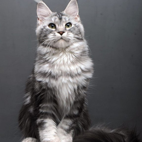 Maine Coon AP Elizaveta