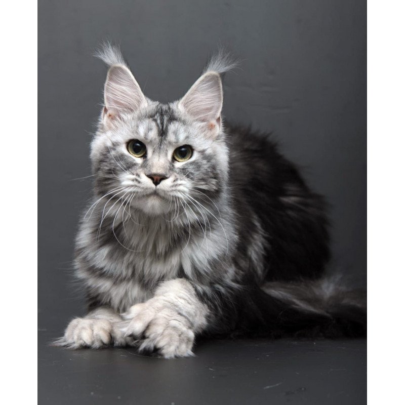 Maine Coon AP Elizaveta