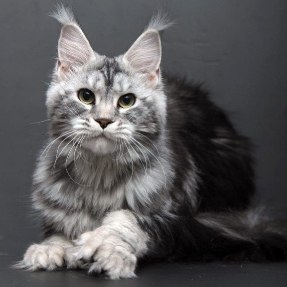 Maine Coon AP Elizaveta