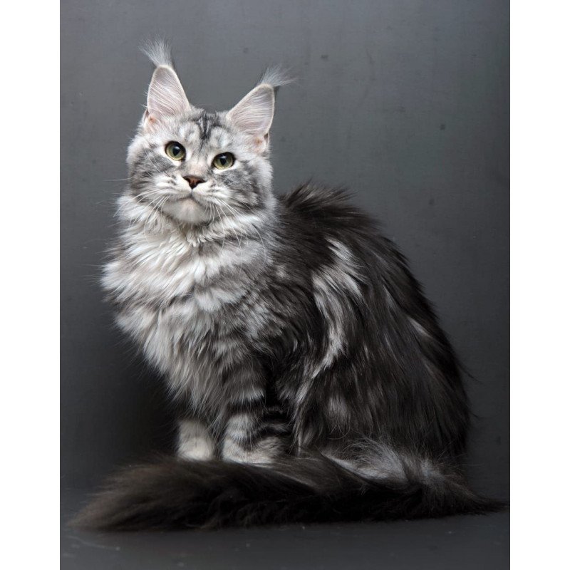Maine Coon AP Elizaveta