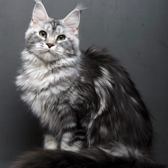 Maine Coon AP Elizaveta