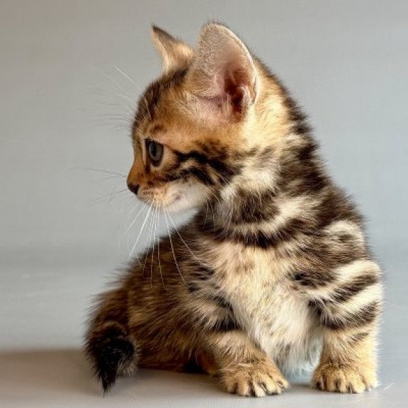 Munchkin Alva Xylora