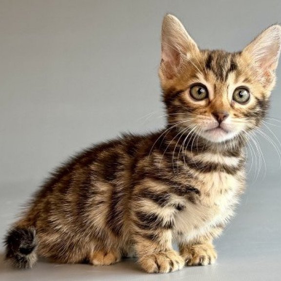 Munchkin Alva Xylora