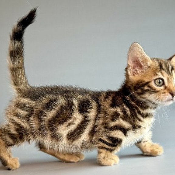 Munchkin Alva Xylora