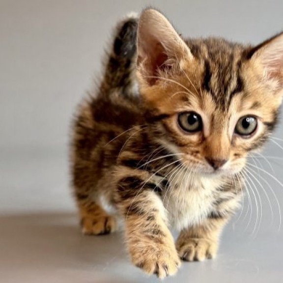 Munchkin Alva Xylora