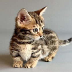 Munchkin Alva Xylora