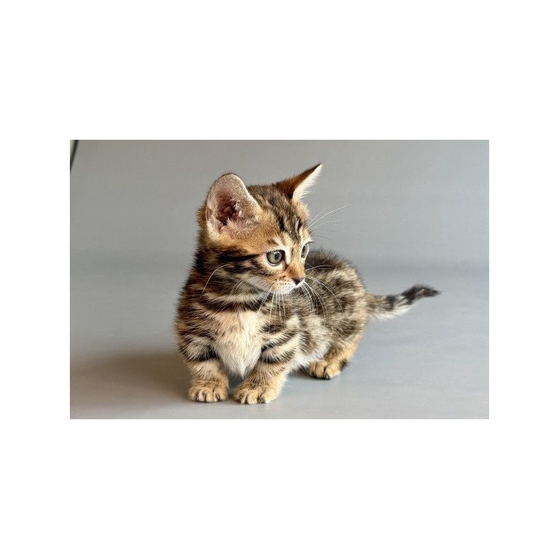Munchkin Alva Xylora