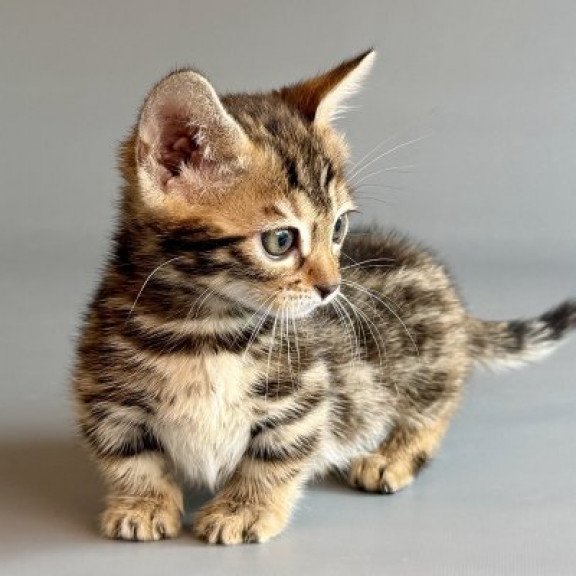 Munchkin Alva Xylora