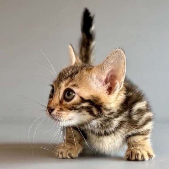 Munchkin Alva Xylora