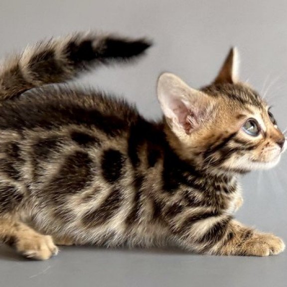 Munchkin Alva Xylora