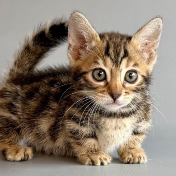 Munchkin Alva Xylora