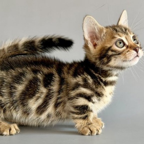 Munchkin Alva Xylora