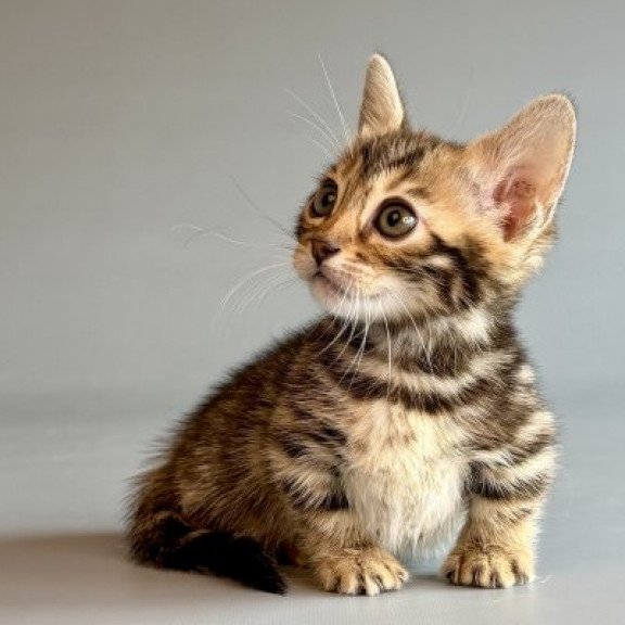 Munchkin Alva Xylora